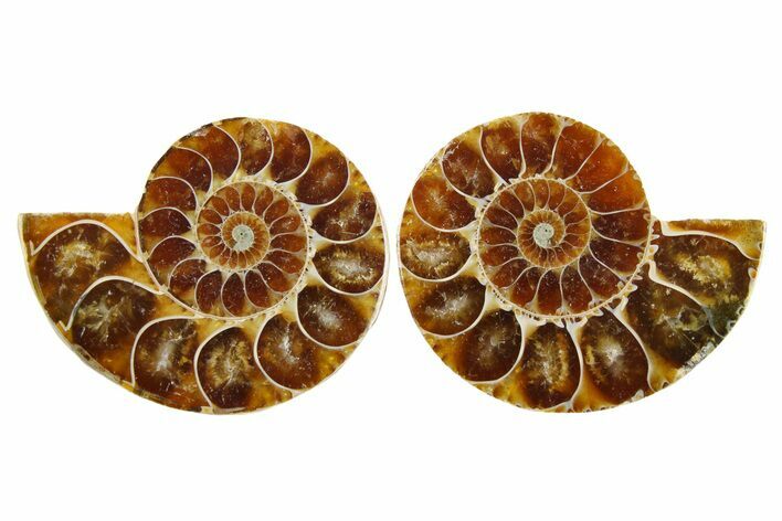 Cut & Polished Agatized Ammonite Fossils - 1 1/4" Size - Photo 1